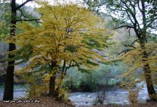 گزارش تصویری از فصل پاییز در جنگل ابر شاهرود